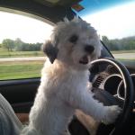 Diego loves to drive!